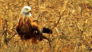 Rotmilan  Red Kite  Milvus milvus [upl. by Eybba]