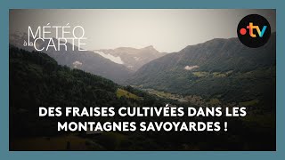 Insolite  des fraises cultivées dans les montagnes savoyardes [upl. by Carri]