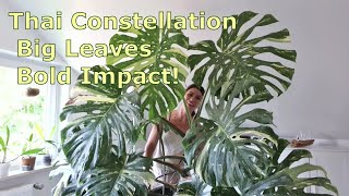 How to Grow Monstera Thai Constellation Indoors Tips Challenges and Success [upl. by Stig87]