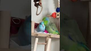 What happened 🦜🤣parrotlets Parrot Birds [upl. by Anaylil]