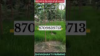 Mahogany tree farming shivashakti plants teakwood agriculture [upl. by Barthold]