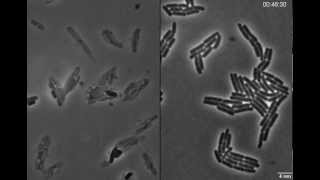 Exploding bacteria with penicillin [upl. by Adyan166]