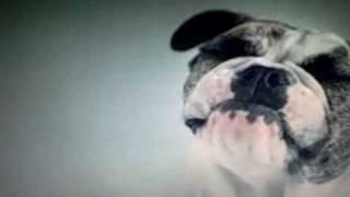 The Most Epic Dog Food Commercial Ever [upl. by Odnuges]