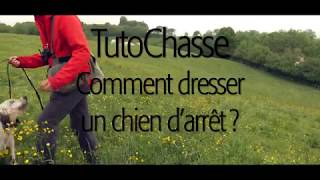 TutoChasse Dressage dun chien darrêt [upl. by Ongun]