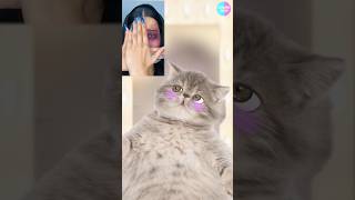 Cat TikTok Follow  POV fyp xyzbca shorts cat catanimation 애니메이션 추천 [upl. by Judsen]