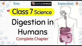 Class 7 Digestion in Humans  Class 7 Digestive System [upl. by Meredith]