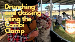 Drenching and Classing using the Combi Clamp Sheep Handler [upl. by Nytsirhc]