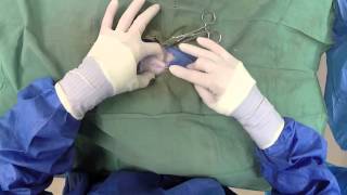 Dog Neuter Video  Canine Castration [upl. by Borer399]