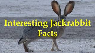 Interesting Jackrabbit Facts [upl. by Dessma995]