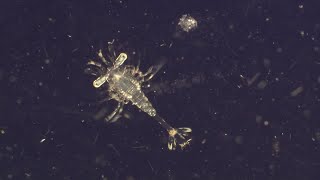 Why Are Plankton the Most Vital Organisms on Earth  BBC Earth [upl. by Tabb]