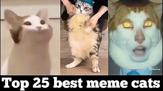 Top 25 best meme cats [upl. by Wendelin]