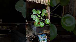 Pilea Peperomioides Transplant garden [upl. by Kaden]