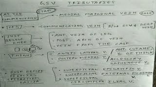 Great saphenous vein amp tributaries 💯  Course  Venous drainage of lower limb  Anatomy [upl. by Akinot]