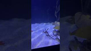 Rare Sea Dragon seadragons travel seahorses rare travel seaworld seaking trap Jamaican fyp [upl. by Ninetta]