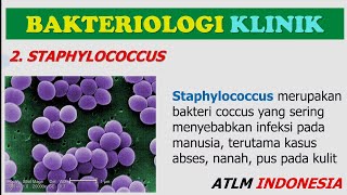 Staphylococcus  Aureus Albus Epodermidis Saprophyticus Citreus  Materi Kuliah Mahasiswa D3 D4 TLM [upl. by Aiykan]