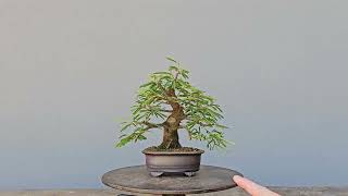 Bonsai Calliandra Rosa 6 Anos Masterpiece [upl. by Brindell]