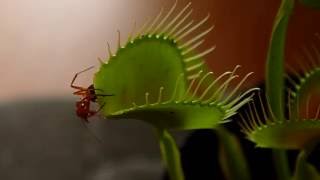 Venus Flytrap VS Ant [upl. by Schnorr659]