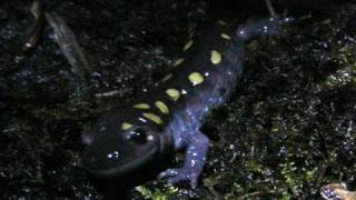 Spotted Salamander Migration [upl. by Synn]