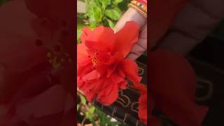 My gardens flowers😍gardenflowersplantsshorts subscribe mybeautifulgarden [upl. by Ahselaf]