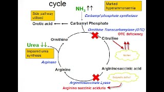 Argininosuccinic Aciduria Acidemia Defects in Arginosuccinase enzyme in the Urea cycle [upl. by Graham]