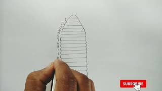 how to draw pheretima sperma thecae  pheretima  annelidapheretimaannelida [upl. by Luo]