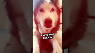 Dieser eine Tag hund tierliebe wissenswert hunde tiere doglover [upl. by Berner]