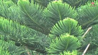 Araucaria heterophylla [upl. by Llerdna226]