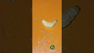 Worms in My Veggies Discover Their Secret Superpowers insectworld [upl. by Derrej]