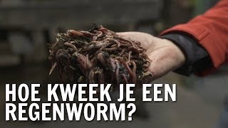 Hoe kweek je een regenworm  De Buitendienst over de Regenworm [upl. by Coe]