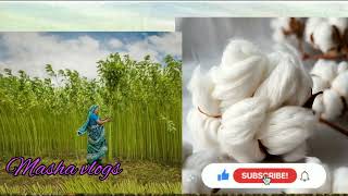 world cotton day quotThe untold story of cotton quot cottonrevolution trending video fabric to fashion [upl. by Araiet393]