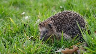 European Hedgehog Erinaceus europaeus  Braunbrustigel 1 [upl. by Inger]