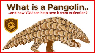 What is a Pangolin  HOW YOU CAN HELP TO SAVE THEM [upl. by De]