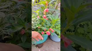 Balsam plant flowering tips reels gardening monsoongarden gardenflowers [upl. by Elder]