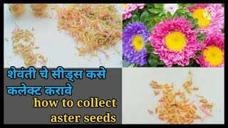 ॲस्टर फुलांचे बी कसे कलेक्ट करावे Collecting aster seeds [upl. by Ainsworth390]