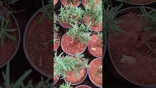 RoseMary Plants In Telugu  RoseMary  Ashok Chakra Nursery  Kadiyam Abbai [upl. by Yran]