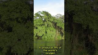 The Second Largest Rain Forest in the World [upl. by Mercer]