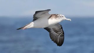 Streaked shearwater Calonectris leucomelas flock follows a fishing vessel for scrap fish [upl. by Lombardi]