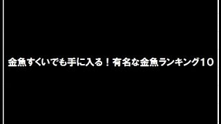 金魚すくいでも手に入る！有名な金魚ランキング [upl. by Naerol710]