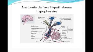 Complexe hypothalamohypophysaire [upl. by Soilisav]