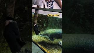 Arapaima fish fish aquarium monstercatching [upl. by Luiza]