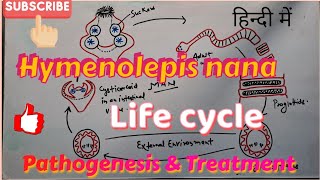 Hymenolepis nana Life cycle Clinical symptoms amp Treatment  in hindi [upl. by Lassiter59]