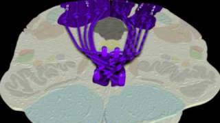 Neuroanatomy  The Dorsal ColumnMedial Lemniscus Tract in 3D [upl. by Ishii]