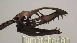 dimorphodon  Triebold Paleontology Inc video [upl. by Dieterich]