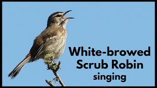 WHITEBROWED SCRUB ROBIN singing its monotonous song amp mimicking a Sombre Greenbul [upl. by Carpio]