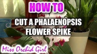 How to cut a Phalaenopsis Orchid flower spike [upl. by Jaqitsch]