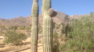 Saguaro Cactus Hideaway Garden in Joshua Tree CA [upl. by Stafani946]