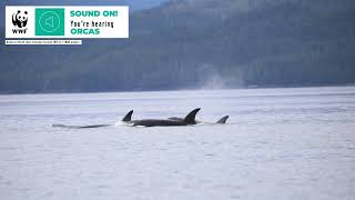 Whale Sounds  Orca [upl. by Joaquin838]