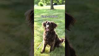 Boykin Spaniel is actually the official state dog spaniel dogs [upl. by Hgielsel]