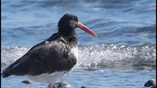 35 Resting Oystercatchers in October Ostrero Pio Americano [upl. by Aerdnahc]