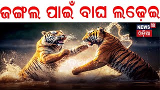 Two Tigers Fighting Over Territory In Similipal Tiger Reserve  Breaking News  Odia News [upl. by Araet319]